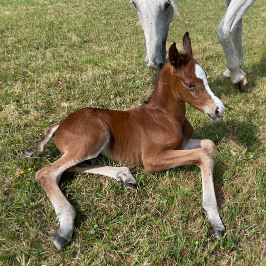 New horse
